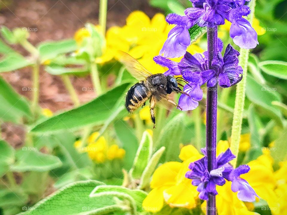 Bubble bee hovering in the air trying to pollinate a purple mystic spires flower with yellow jurusalem sage flowers in the background.