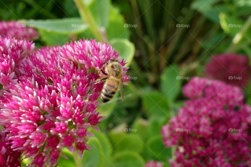 Honey bee on pink flower