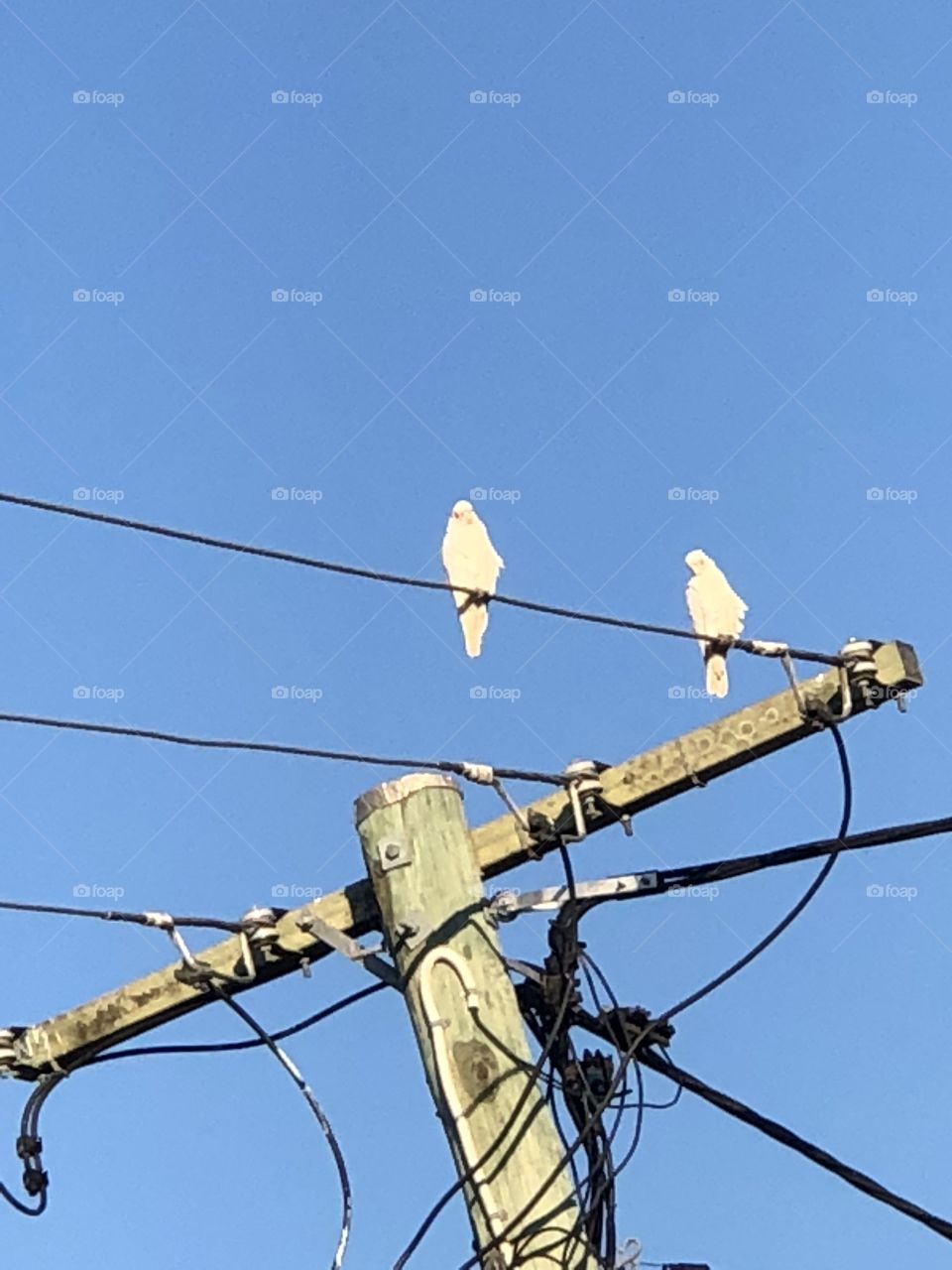 Parrots on electric wire