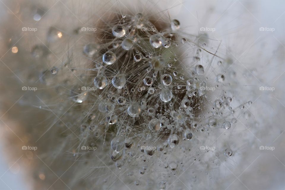 dried dandelions with water drops