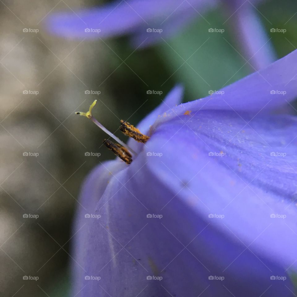 Purple closeup