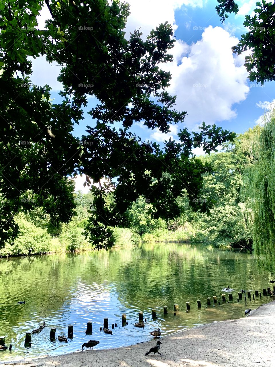 Park view in Berlin with a lake and ducks
