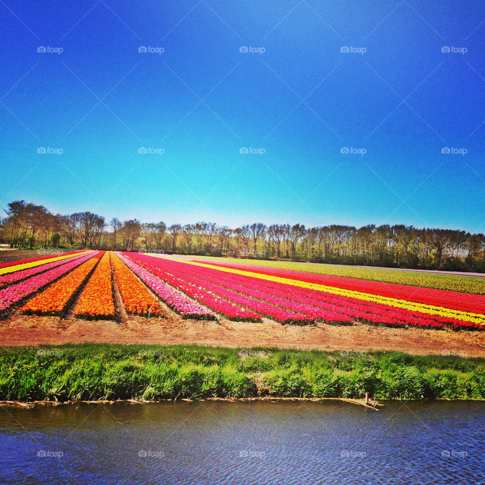 Tulip fields of Holland
