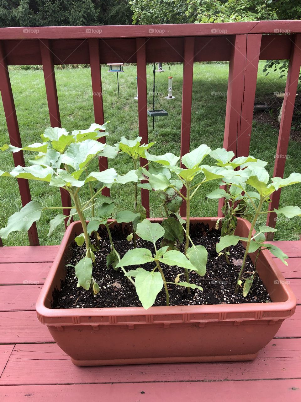 Beautiful sunflowers growing peacefully.