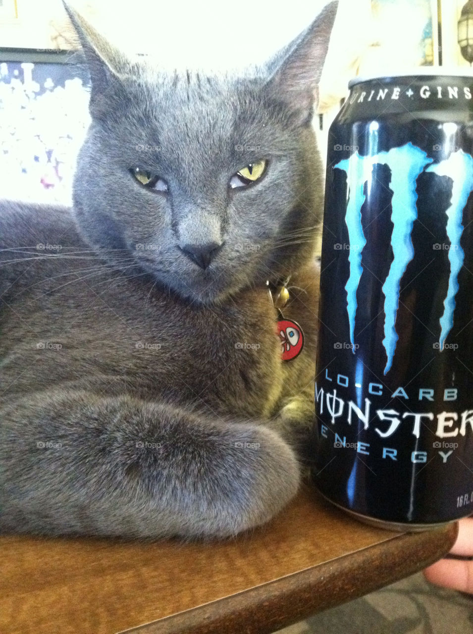 Monster cat . While drinking my monster energy, he decides to sit next to it. Therefore, I couldn't drink it anymore. 