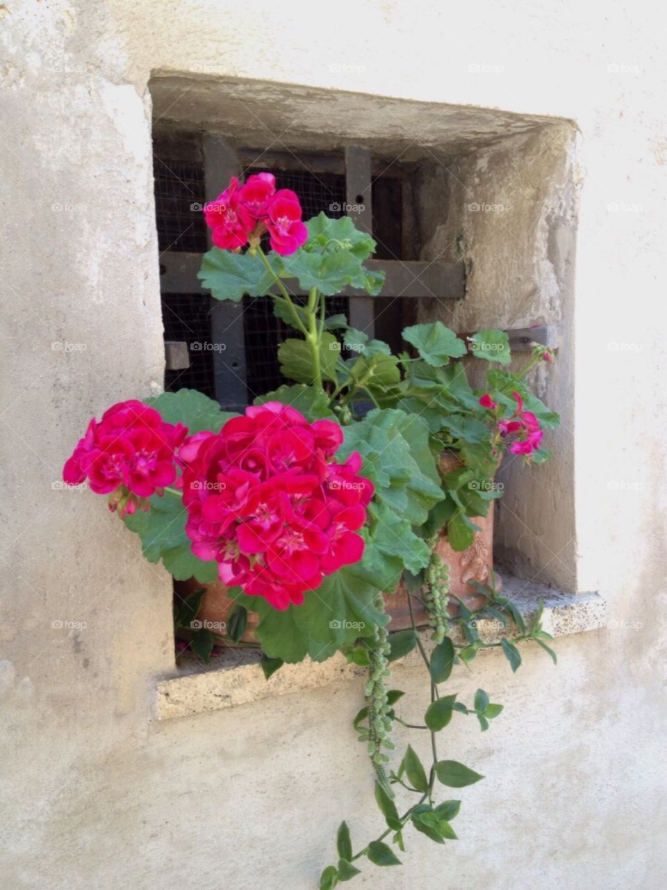 Geranium in window on stone wall