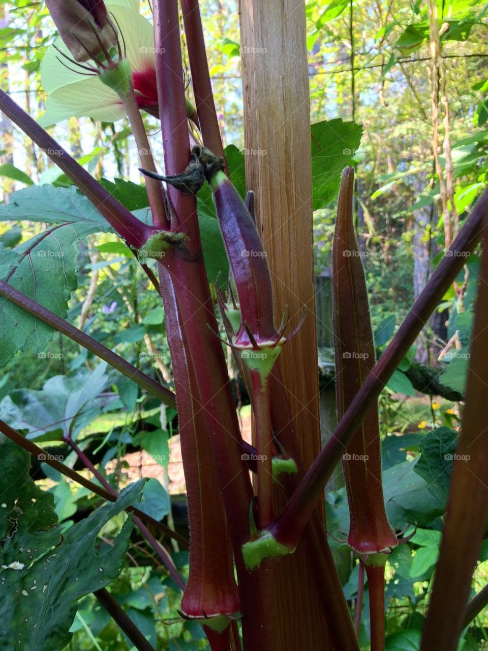 Summer garden. Okra garden in my back yard