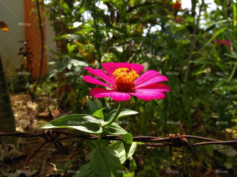 red flowers are blooming in the yard