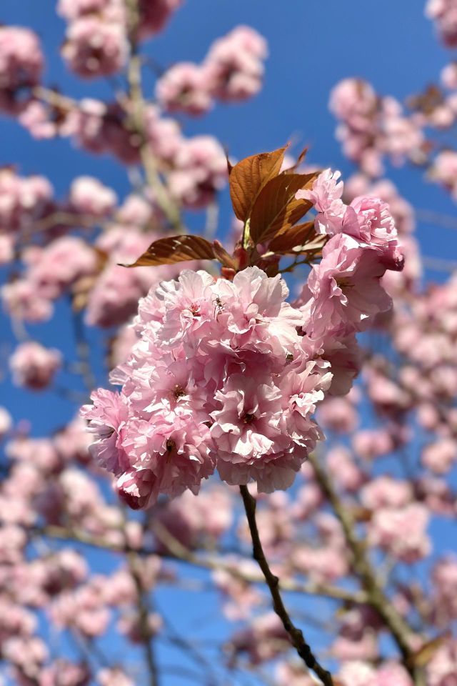 Cherry tree in blossom with lots of beautiful pink flowers and blue sky in the background at spring 