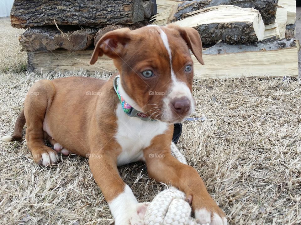 Catahoula pit bull terrier mix cross mutt with green eyes blaze face brindle coat toy collar sitting in the winter grass in front of a wood pile