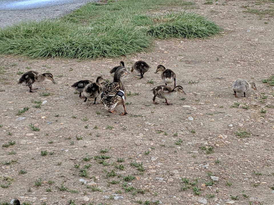 A Lake in Utah, Geese, Babies, a Mallard Duck and his wife. ©️ Copyright CM Photography