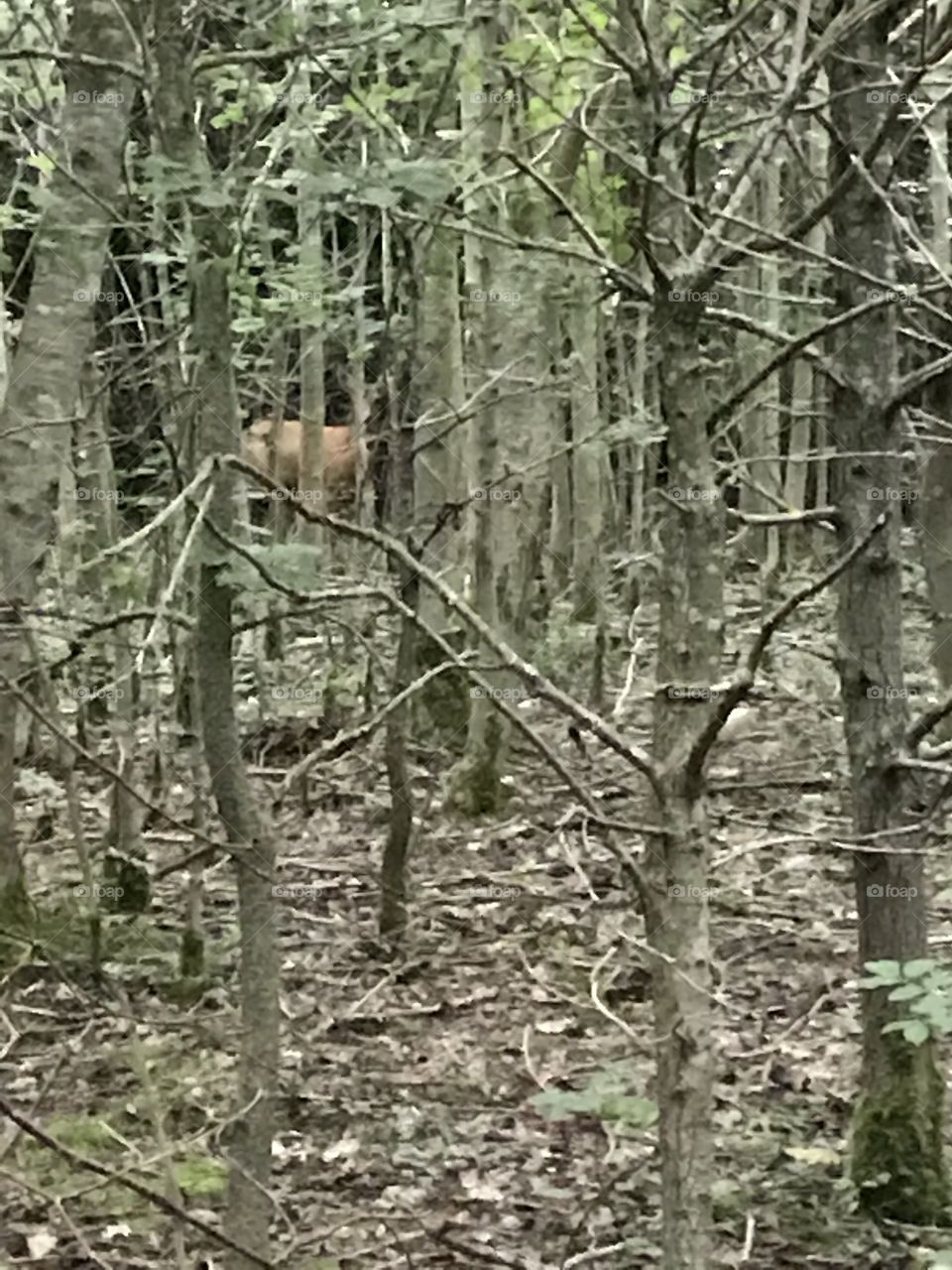 Deer
Wood
Hide and seek
Look at me
