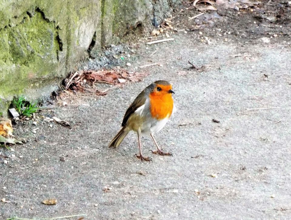 Robin Red Breast