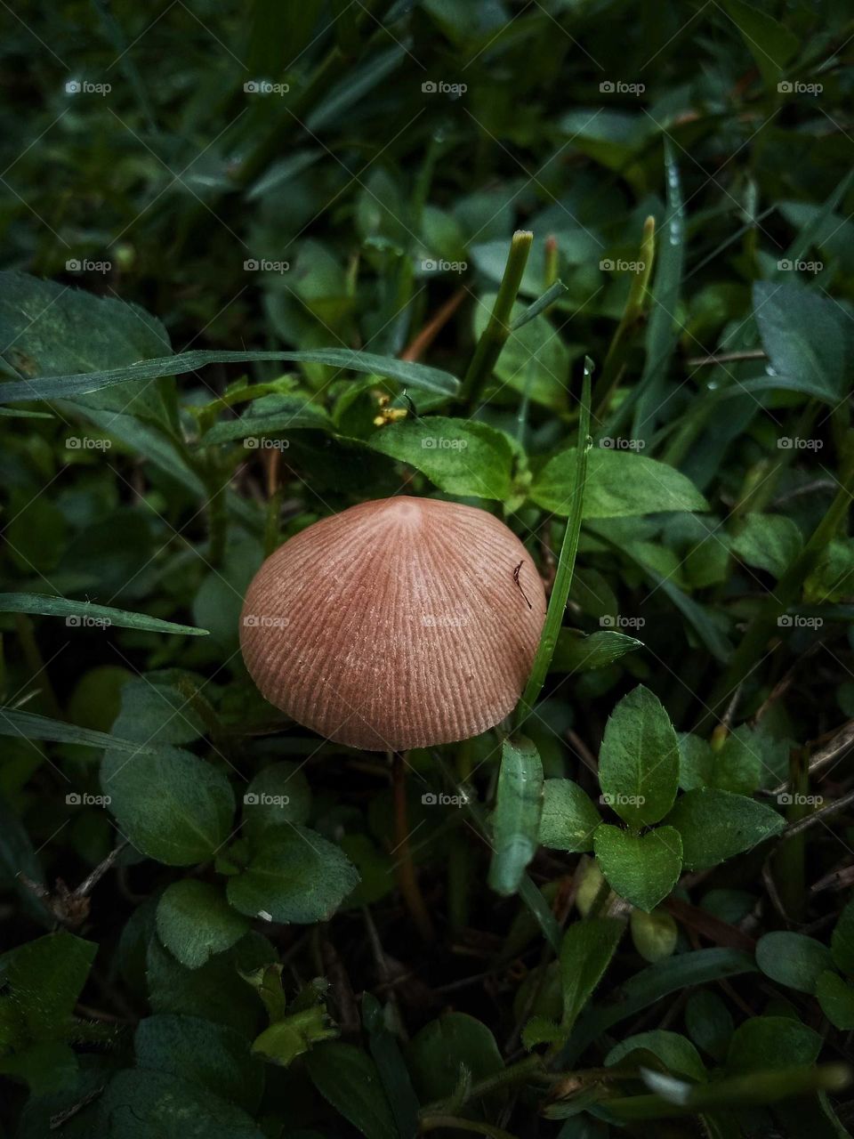 mushroom photo