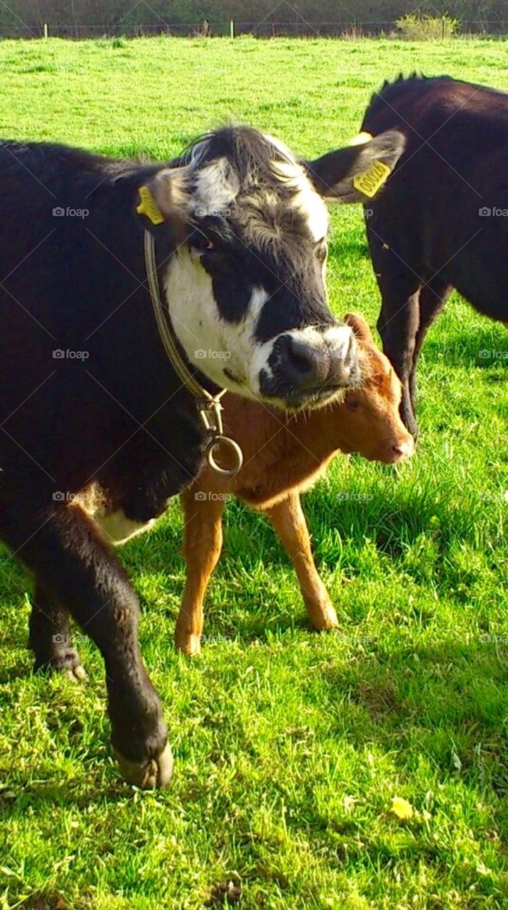 Cow