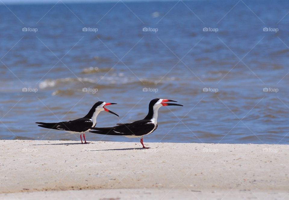 Bird, No Person, Beach, Water, Sea