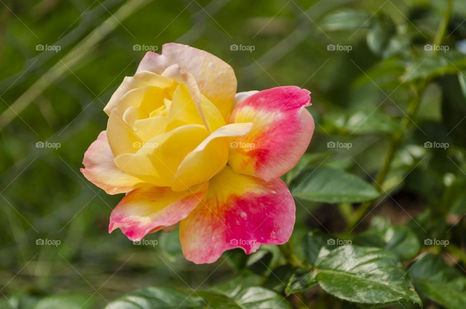 Yellow And Pink Sweet Rose