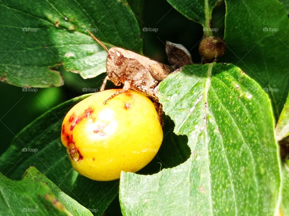 A grasshopper on a berry. Pezotettix giornae is a species of" short-haired grasshoppers " belonging to the subfamily Pezotettiginae.