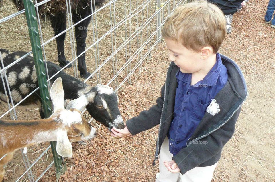 Boy feeding goat