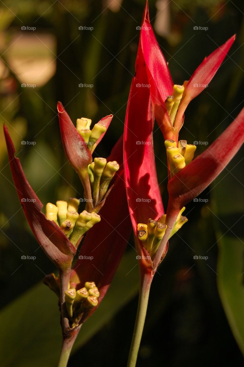Birds of paradise flower blooming outdoor