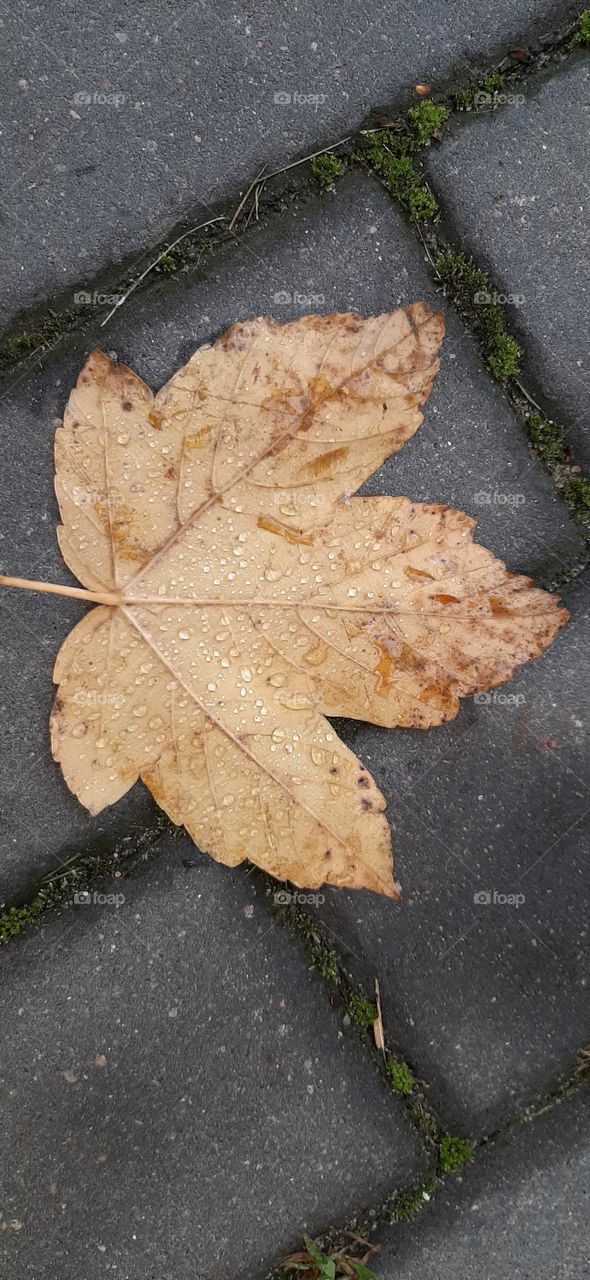 yellow leaf on the pavement with water drops