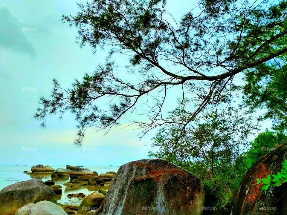 Tree branches sea view