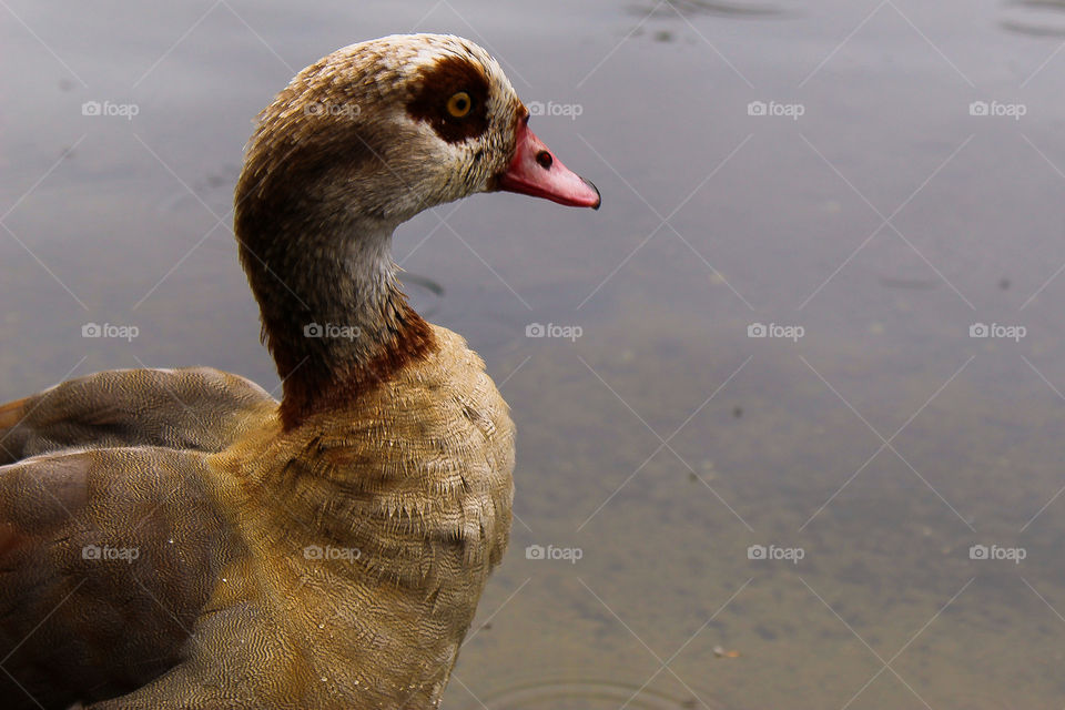 Duck at St James' Park