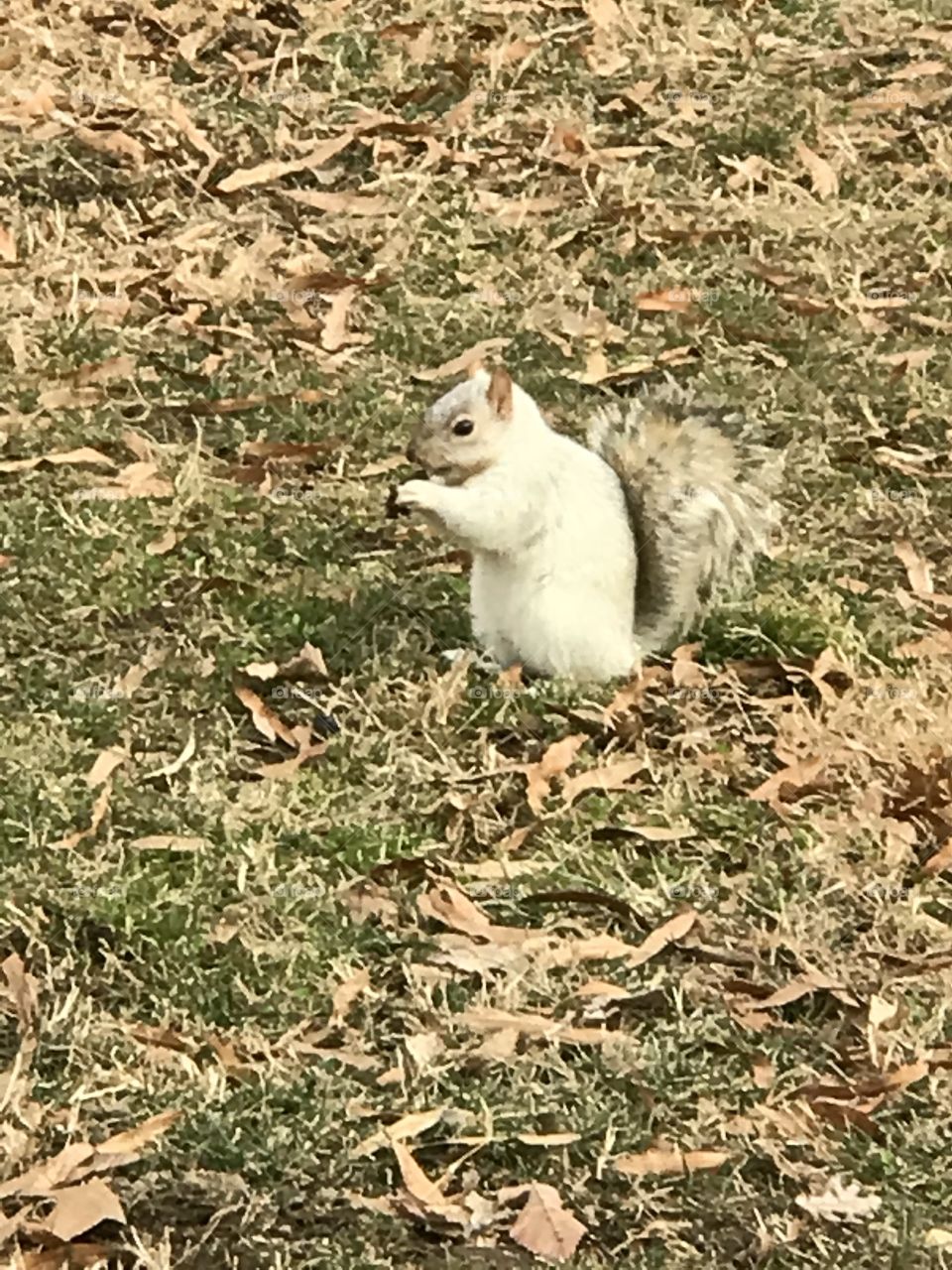 White squirrel in D.C. near the capital