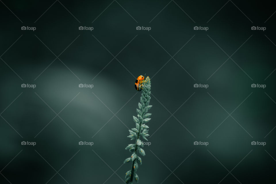 The Clytrini are a tribe within the leaf beetle subfamily Cryptocephalinae, though historically they were often treated as a distinct subfamily