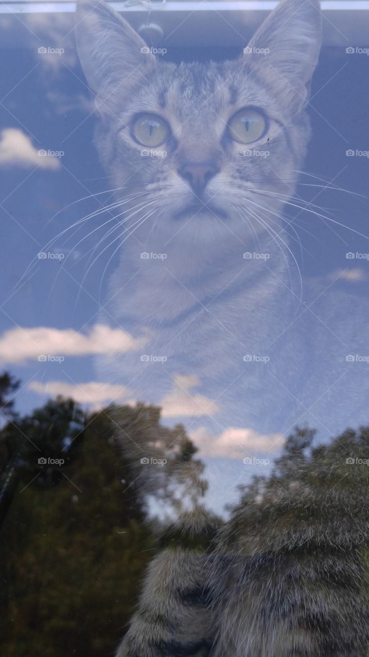 Cat in the window, taken from the outside