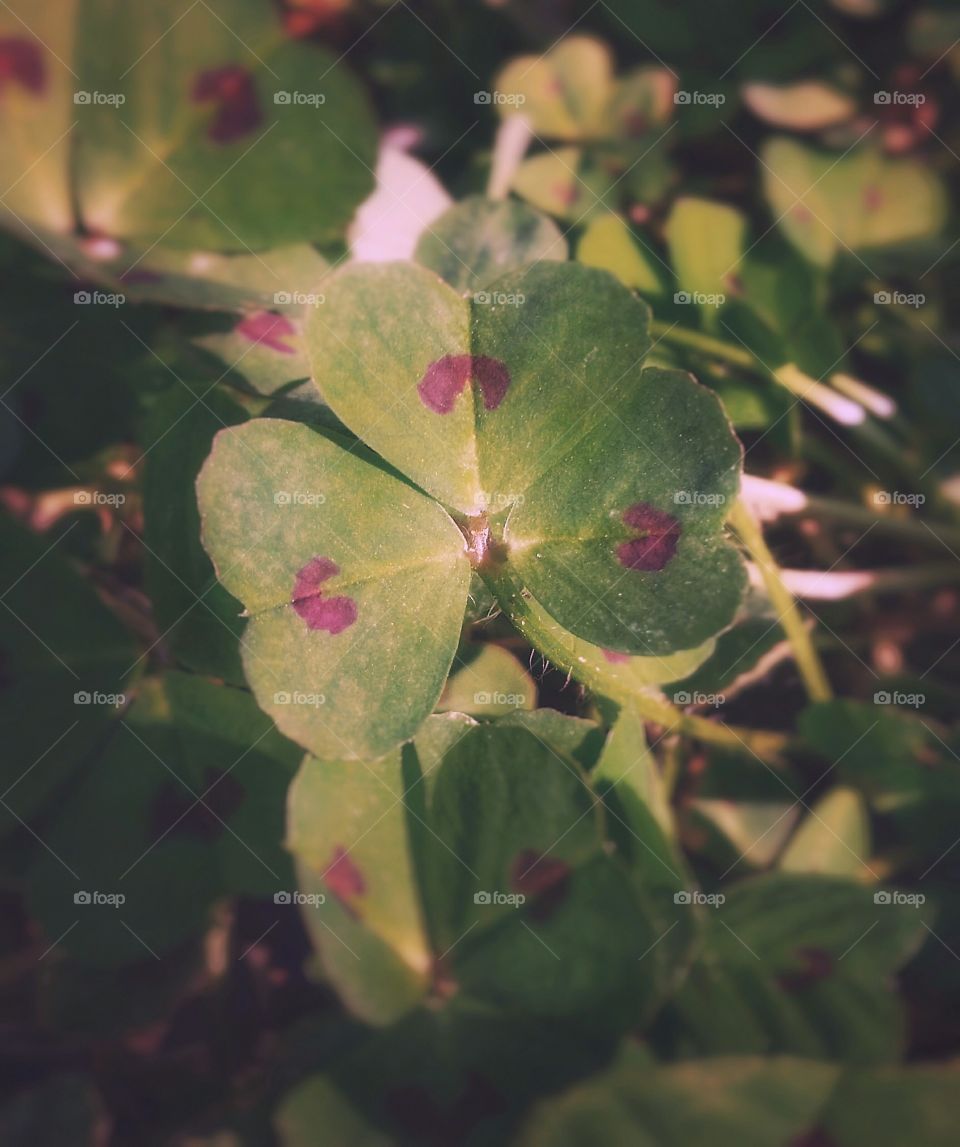 Red spotted Clover in the yard