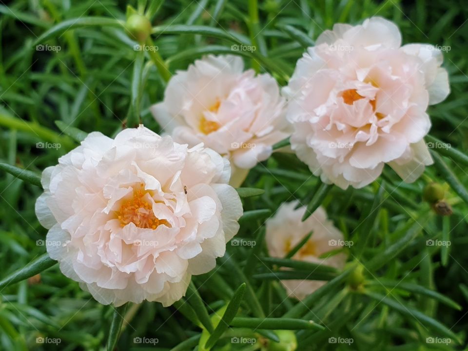 the portulaca grandiflora