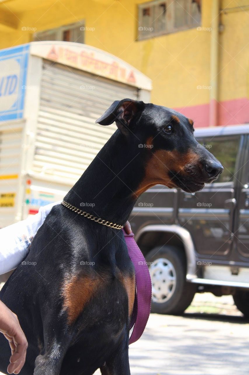 The Doberman, or Doberman pinscher in the United States and Canada, is a medium-large breed of domestic dog originally developed around 1890 by German tax collector Louis Dobermann. The Doberman has a long muzzle. 