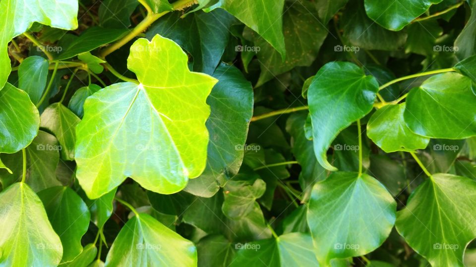 close up on dense ivy