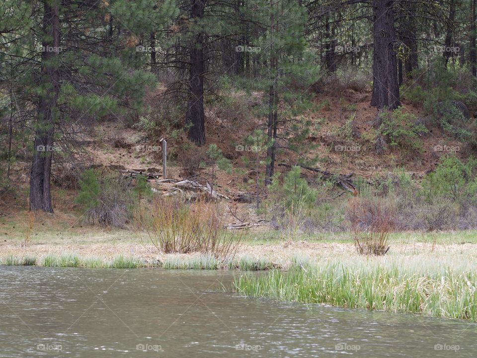 The beautiful spring waters of the Deschutes River in Central Oregon flows along its ponderosa pine tree covered banks near Lava Island. 