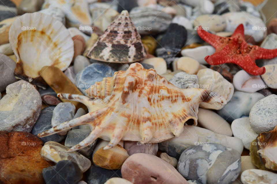 Variety of sea shells and pebbles