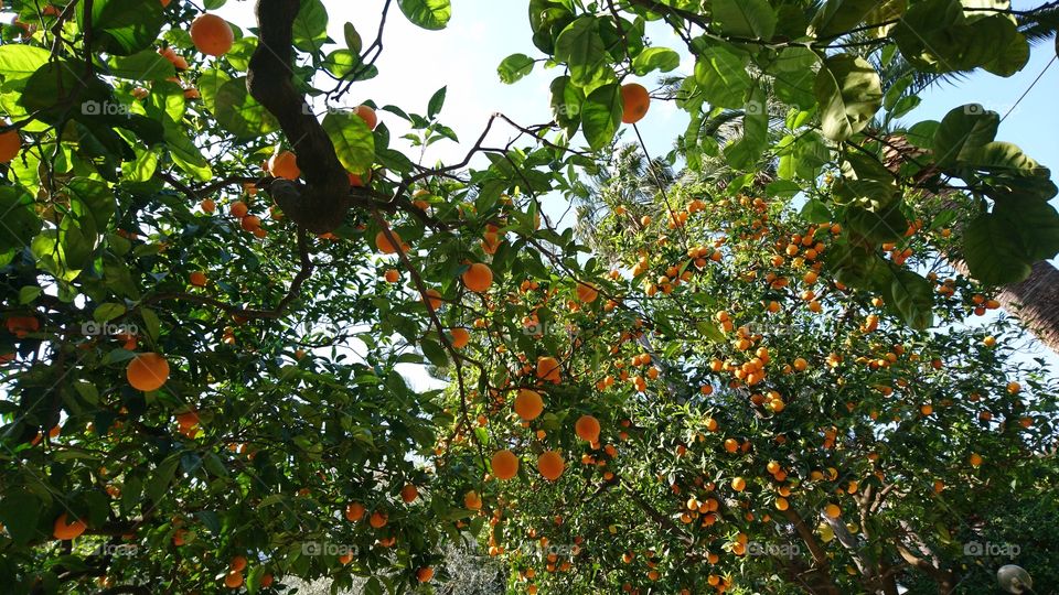 Citrus garden sorrento