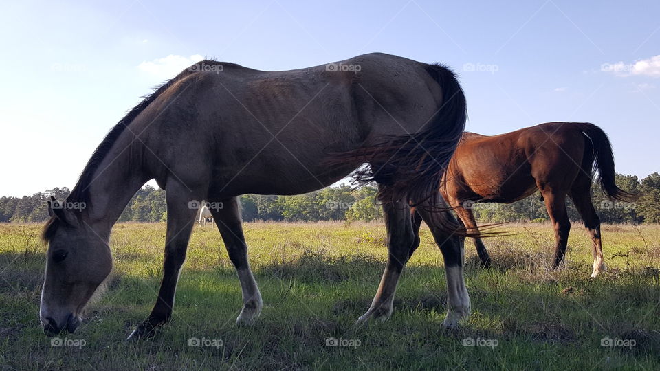 equine