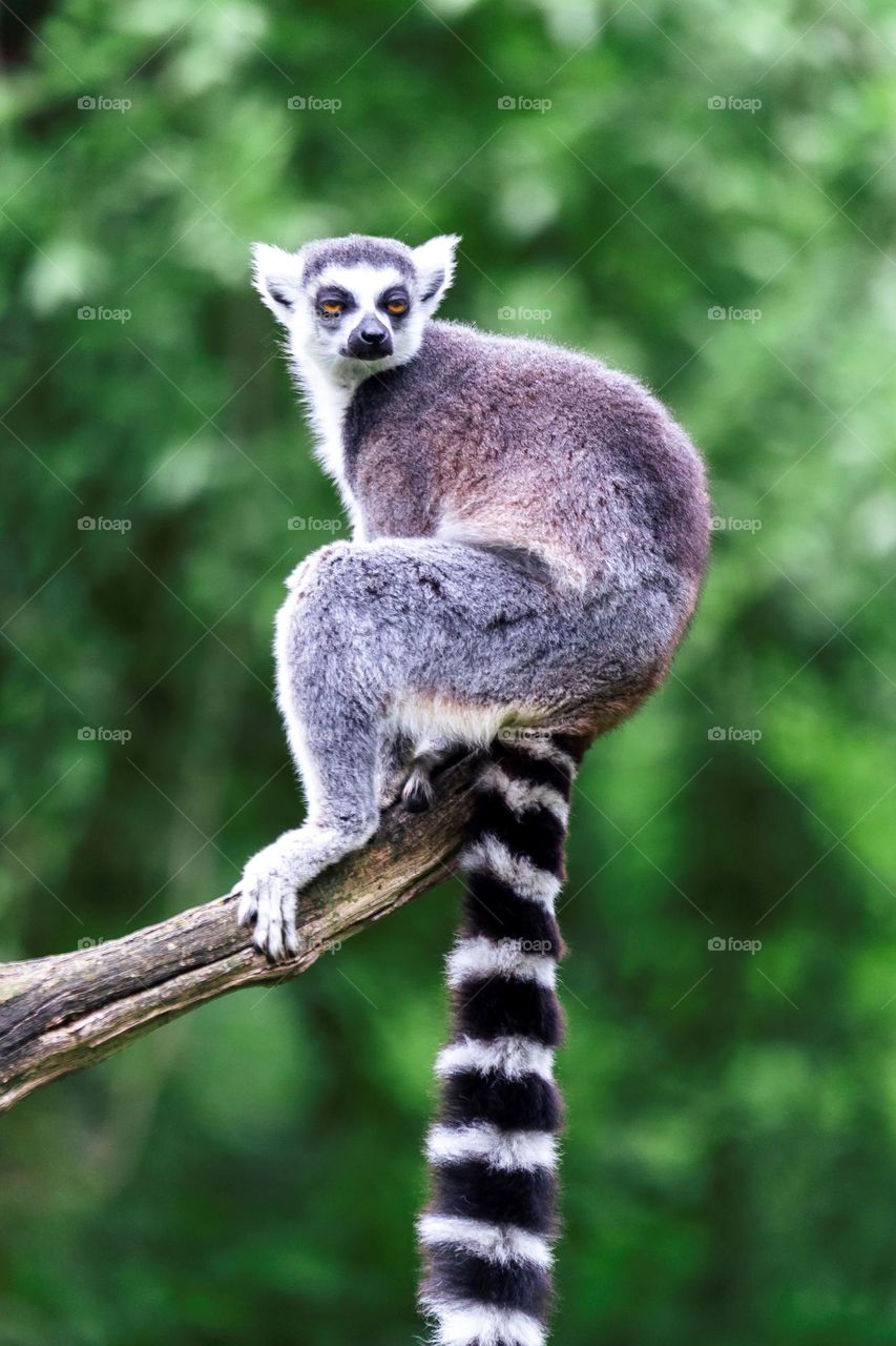 A cute portrait of a ring tailed lemur sitting on a branch in a zoo in Belgium.