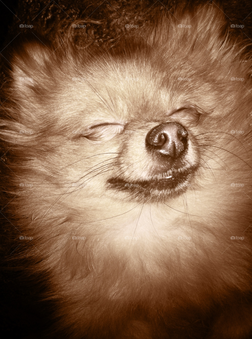 animal fluffy pets happy by binkyboo