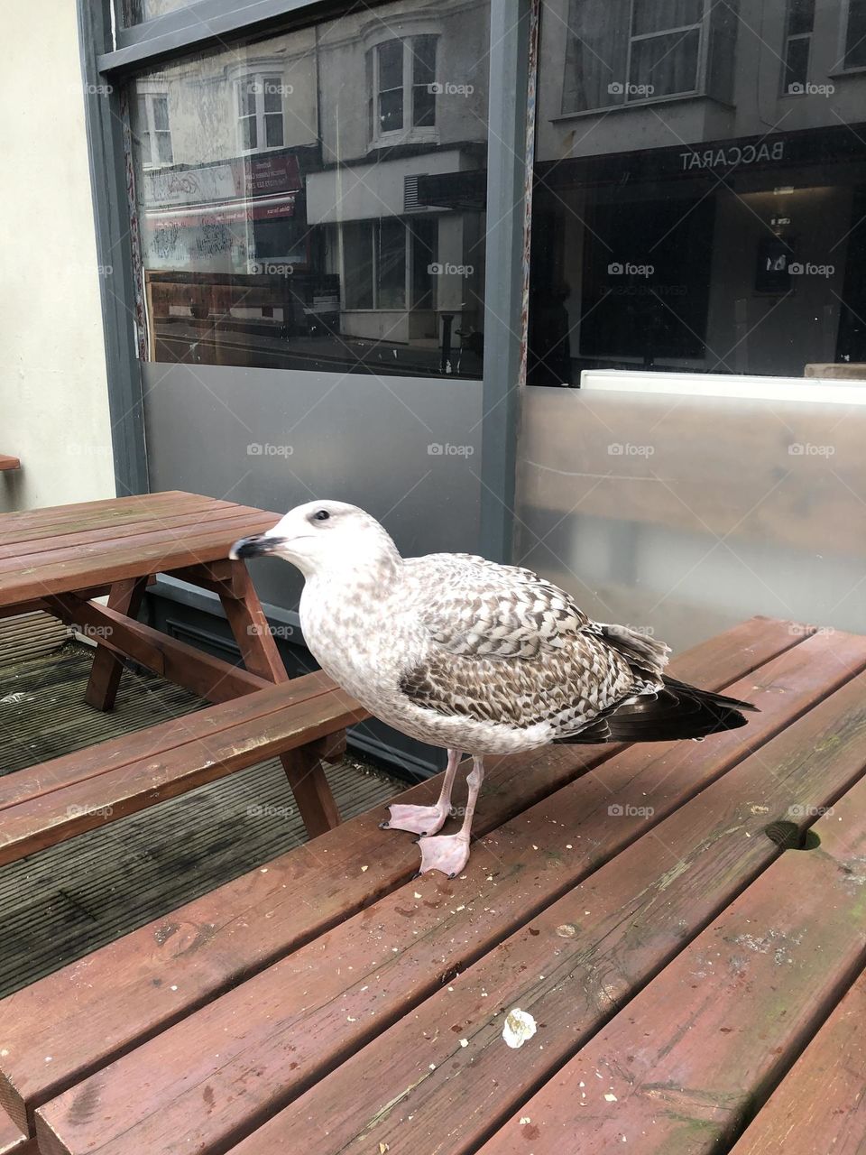a seagull friend in brighton.
