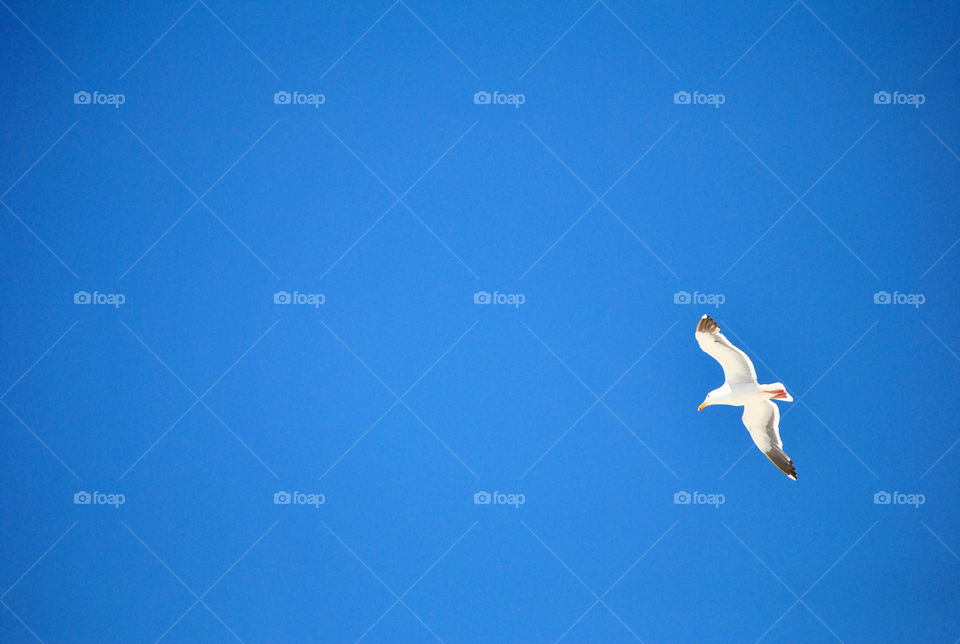 seagull flying on air