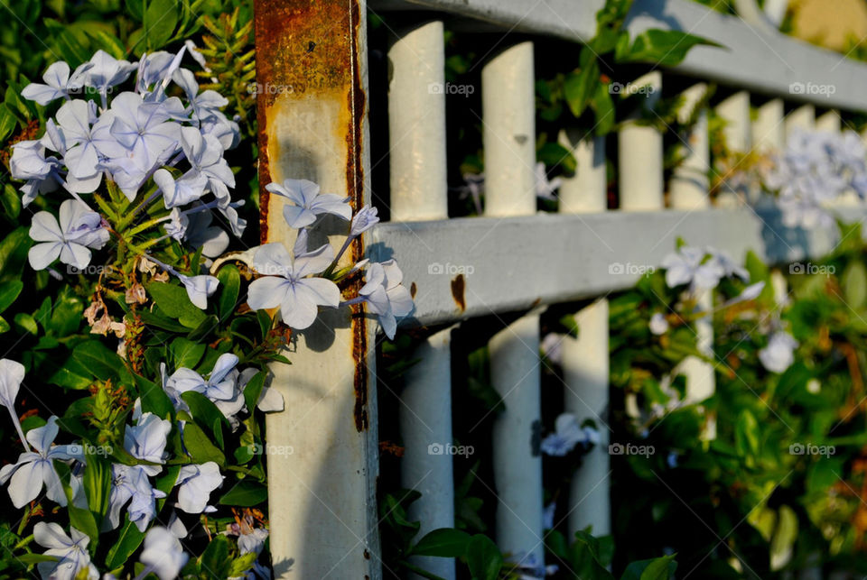 Foliage on rusted fence