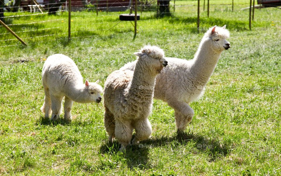 White lamas. 