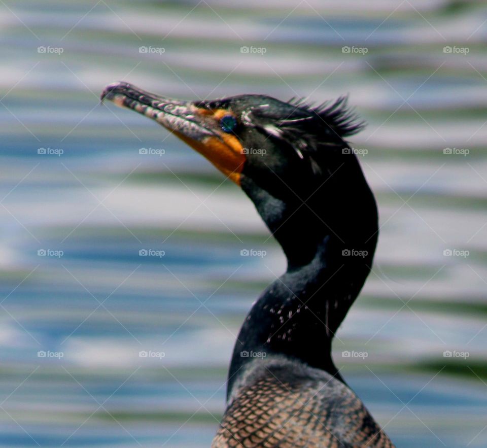 Cormorant Closeup