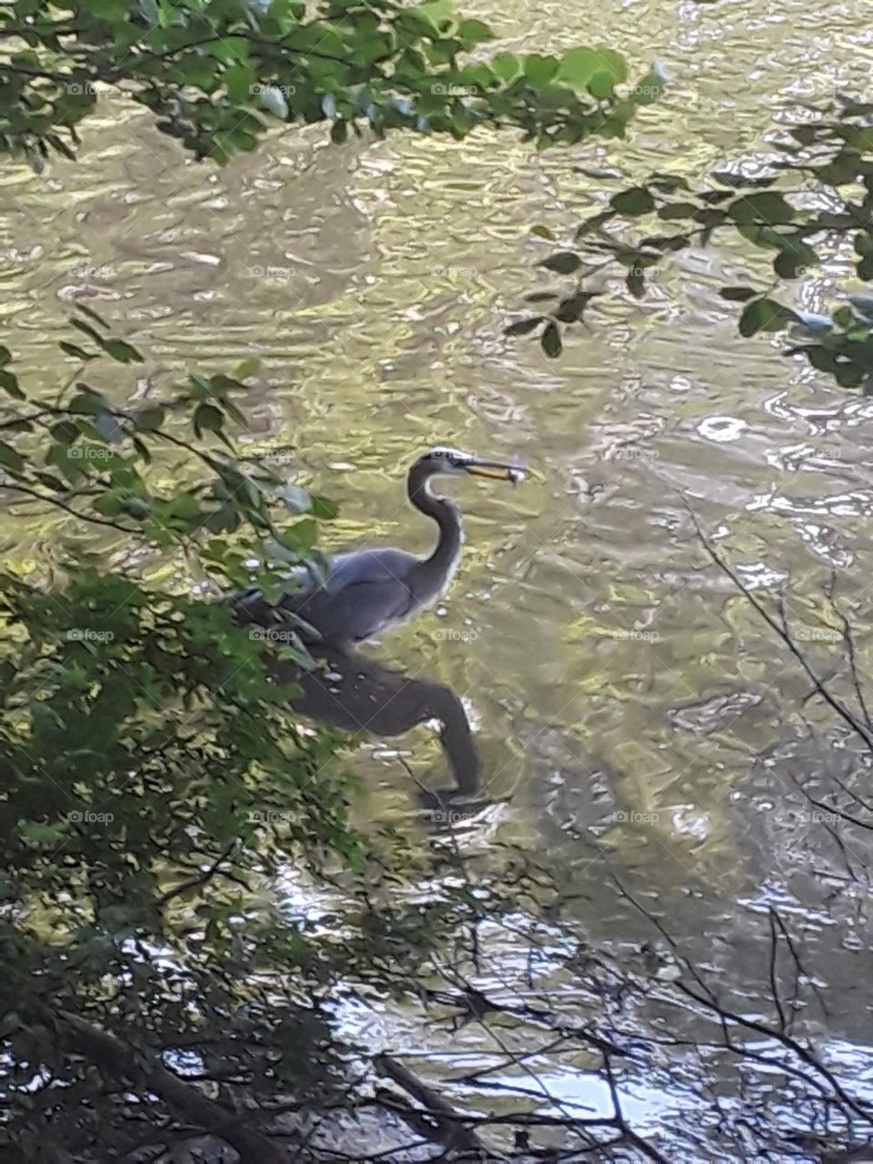 Heron hunting