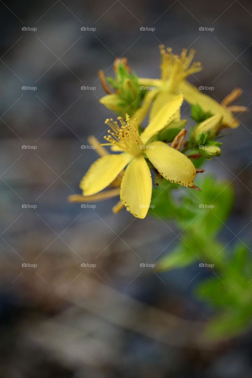 Sagebrush buttercup is a golden beauty at sunset in Washington State on an August evening 