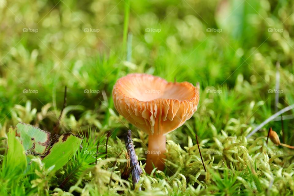 A wild mushroom in the grass in the Adirondacks New York State