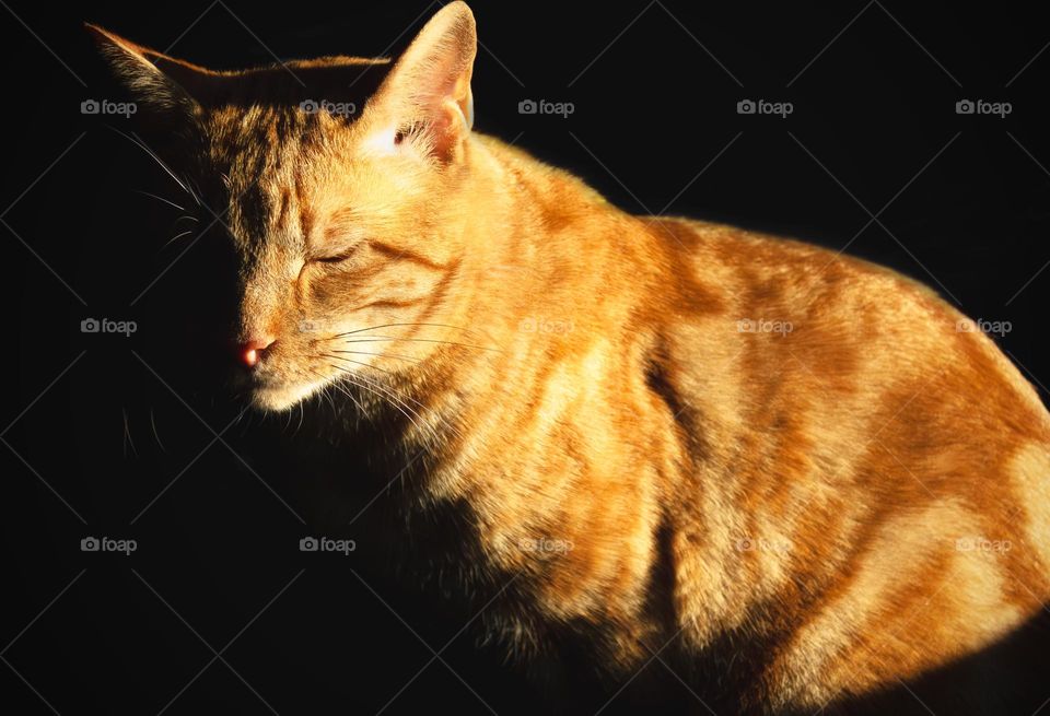 Ginger cat catching the last of the day’s autumn sun