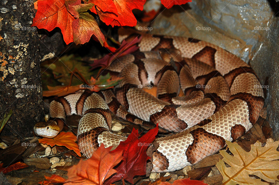 Rattle Snake,  Central Florida Zoo, Sanford, Florida